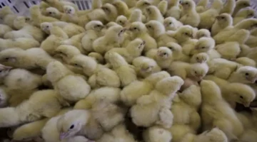 تغيرات الأسعار.. تطورات جديدة في تداول الكتكوت الأبيض بداخل بورصة الدواجن المصرية